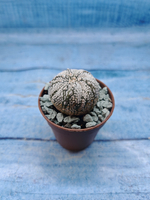 Astrophytum Asterias "Super Kabuto" (Астрофитум)