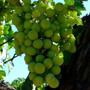 Проканико (Procanico) - белый сорт винограда