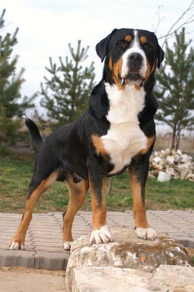 Большая швейцарская горная пастушья собака Большая швейцарская горная пастушья собака