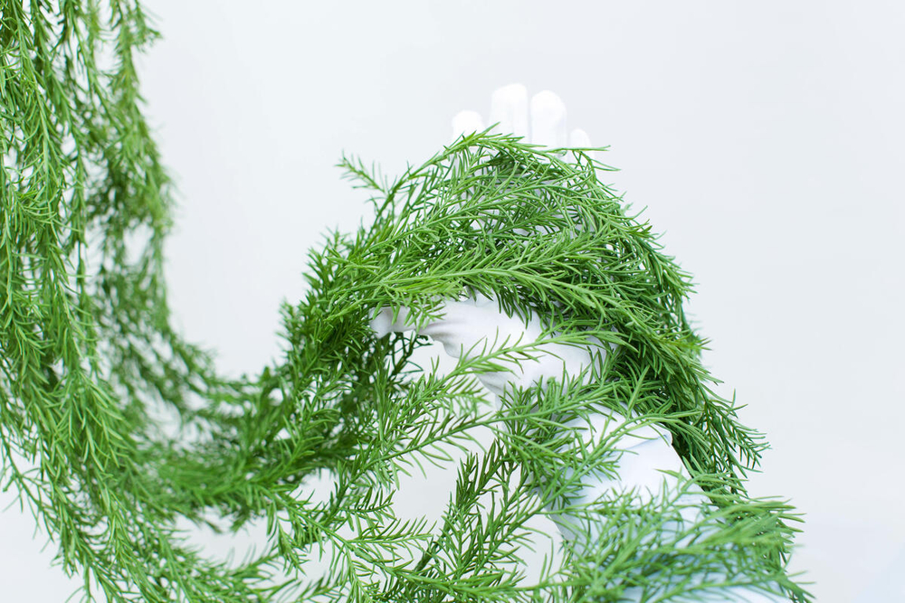 Аспарагус 175см