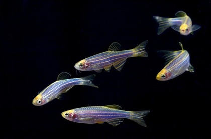 Данио рерио Глофиш