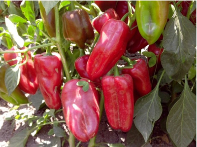 Перец Дон F1 - Don F1 (новинка) 1000 семян