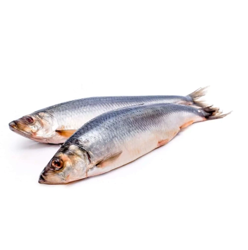 Сельдь 350+ Исландия