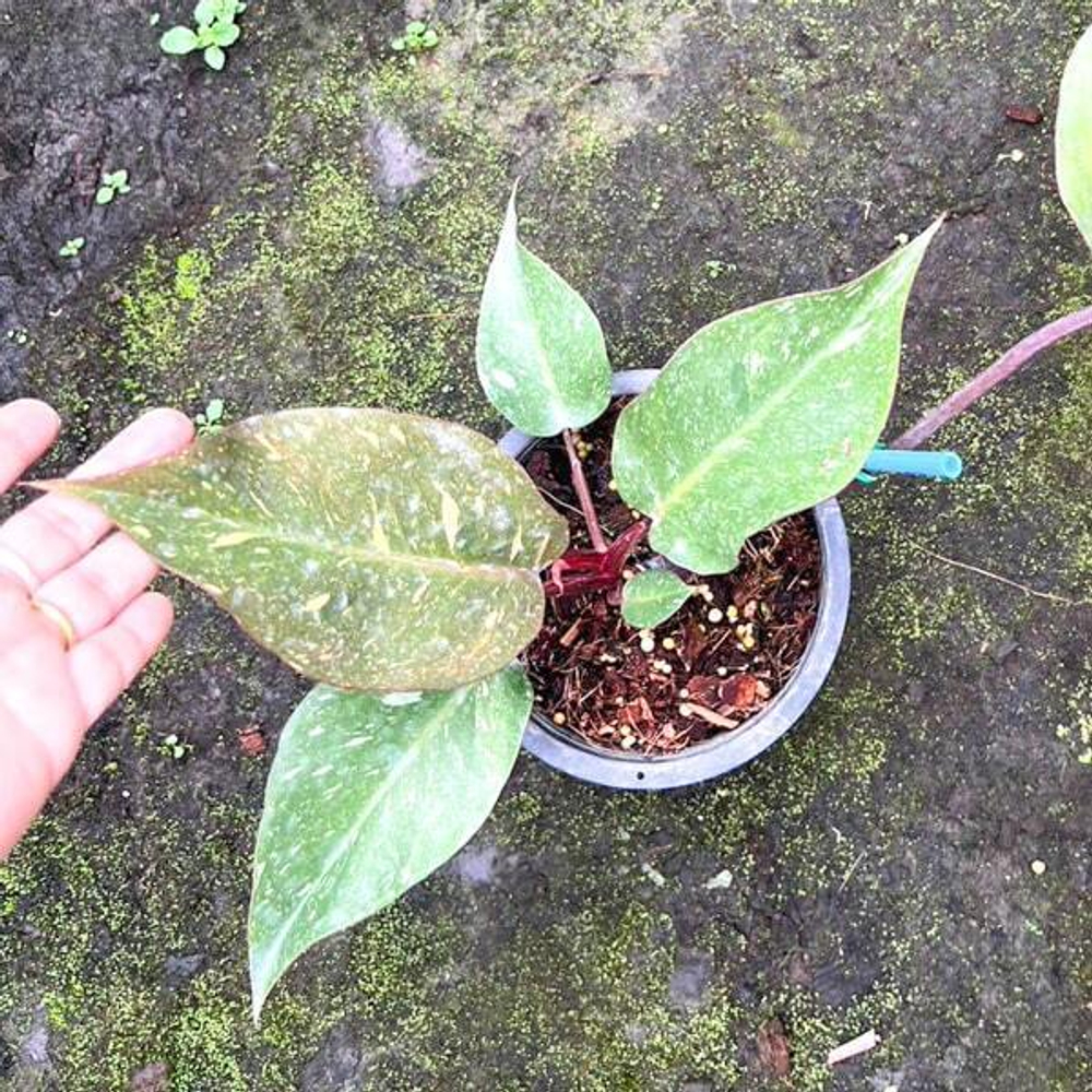 Филодендрон ORANGE PRINCESS