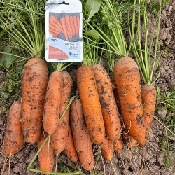 Cемена моркови, Лагуна F1, Nunhems, 1 гр.