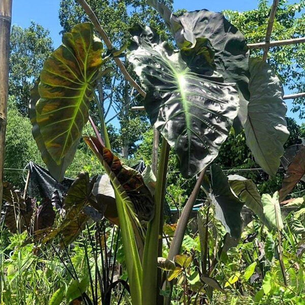 Колоказия PURPLE HAZE