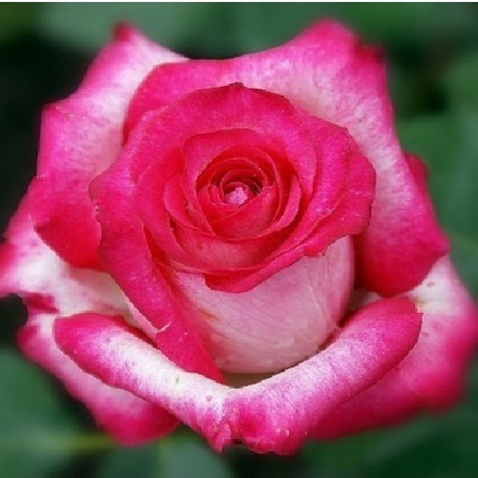 Роза чайно-гибридная Highlander