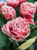 Тюльпан Махрово-бахромчатый Брест