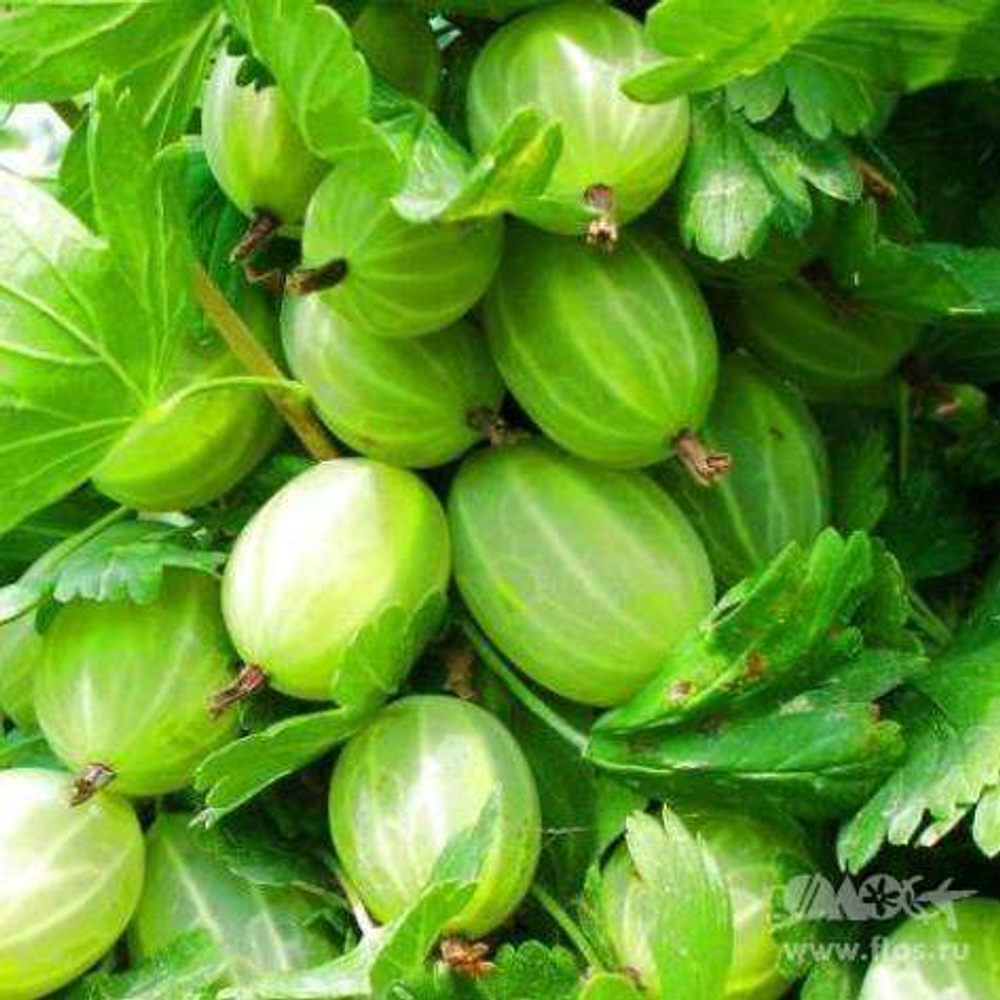 Крыжовник Уральский изумруд