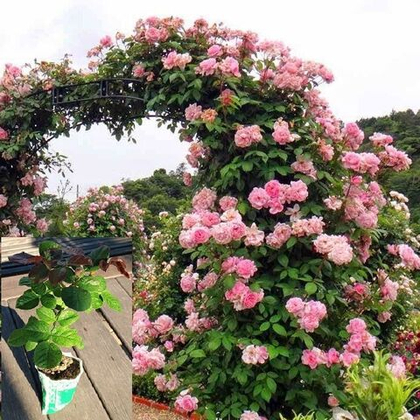 Роза Нахема плетистая, саженец с ЗКС.