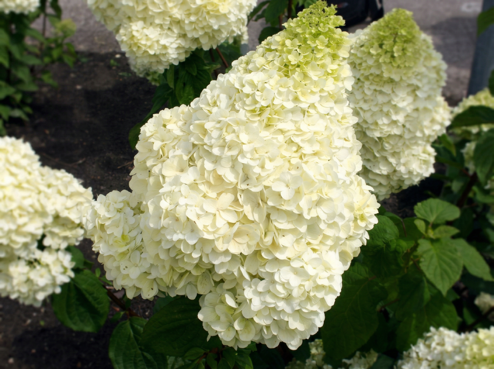 Гортензия метельчатая «Сильвер Доллар» (Silver Dollar)