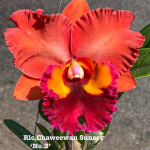 Орхидея ринхолелиокаттлея RLC. CHAWEEWAN SUNSET #3