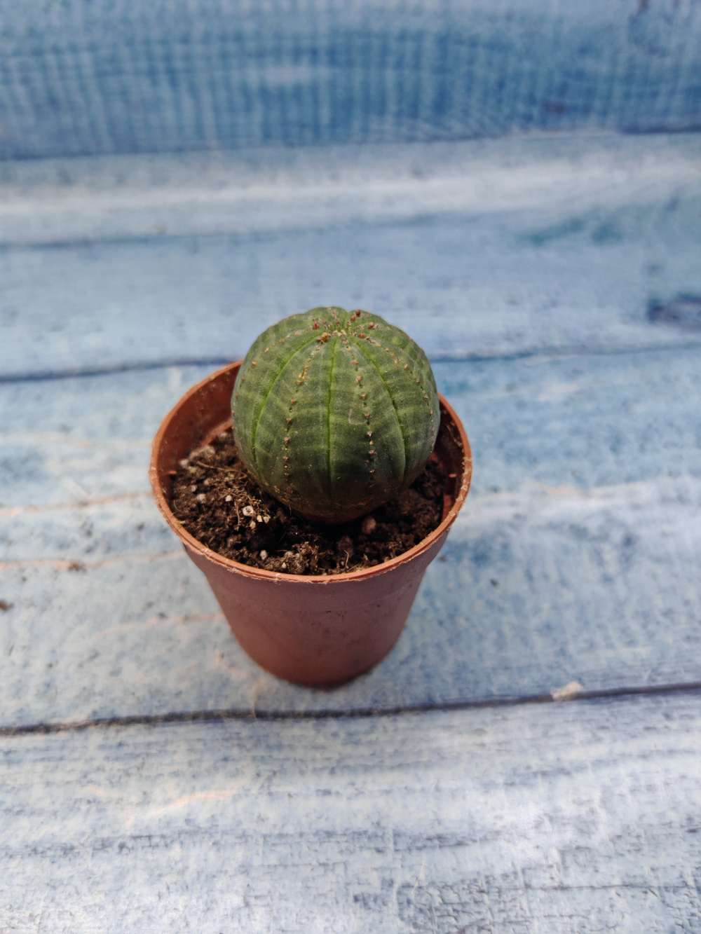 Euphoria Obesa (Эуфорбия)