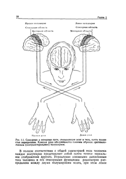Левый мозг, правый мозг. Асимметрия мозга | С. Спрингер; Георг Дейч