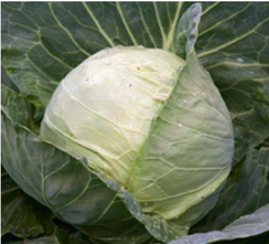 Килагрег F1 семена капусты белокочанной (Syngenta / Сингента)