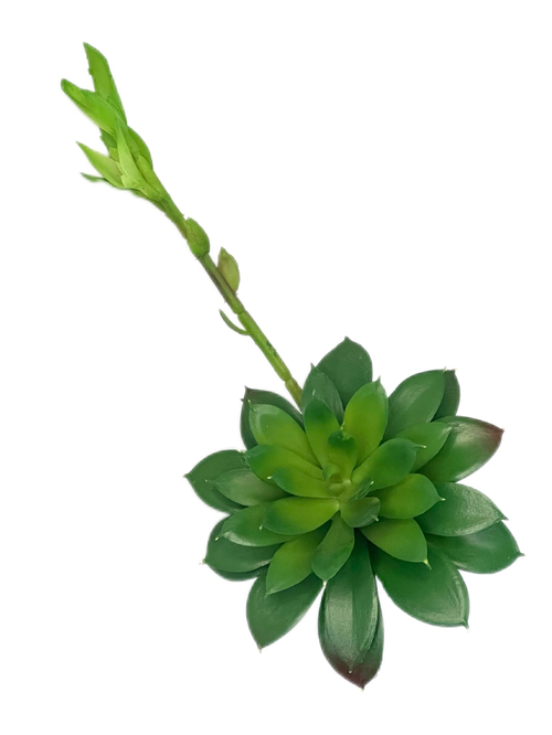 Суккулент 114 зеленый