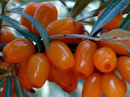 Облепиха "Этна" ЗКС