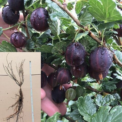 Крыжовник без шипов Командор саженец ОКС