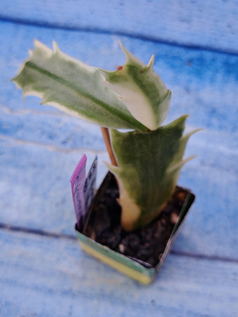 Schlumbergera cv. Madam Butterfly f. variegata (Шлюмбергера)