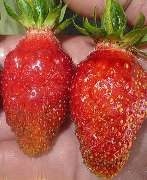 Кокинская отборная земклуника