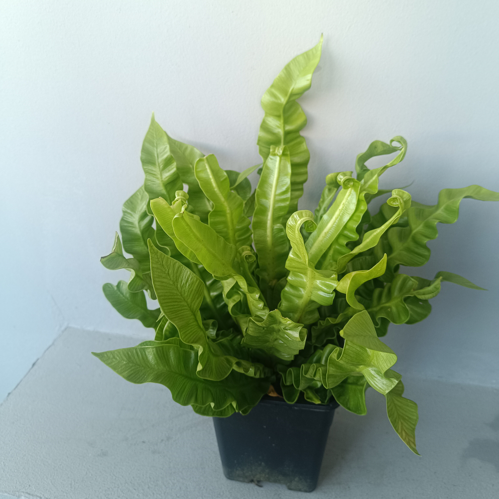 Асплениум Антикум Осака