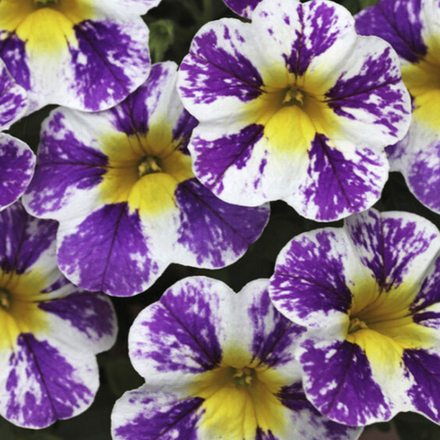 ЕВРО Calibrachoa CANDY SHOP GRAPE SPLASH IMPR ОКС укорененный черенок