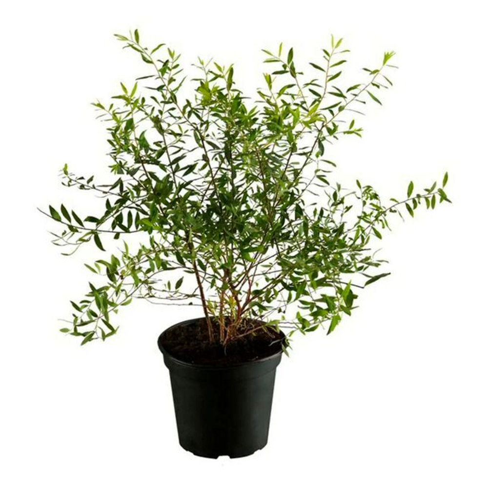 Спирея серая Грефшейм С5 40-60