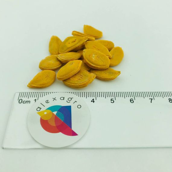 НЕЛЬСОН F1 семена тыквы (Enza Zaden | Alexagro)