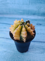 Gymnocalycium Variegata (Гимнокалициум Вариегатный)