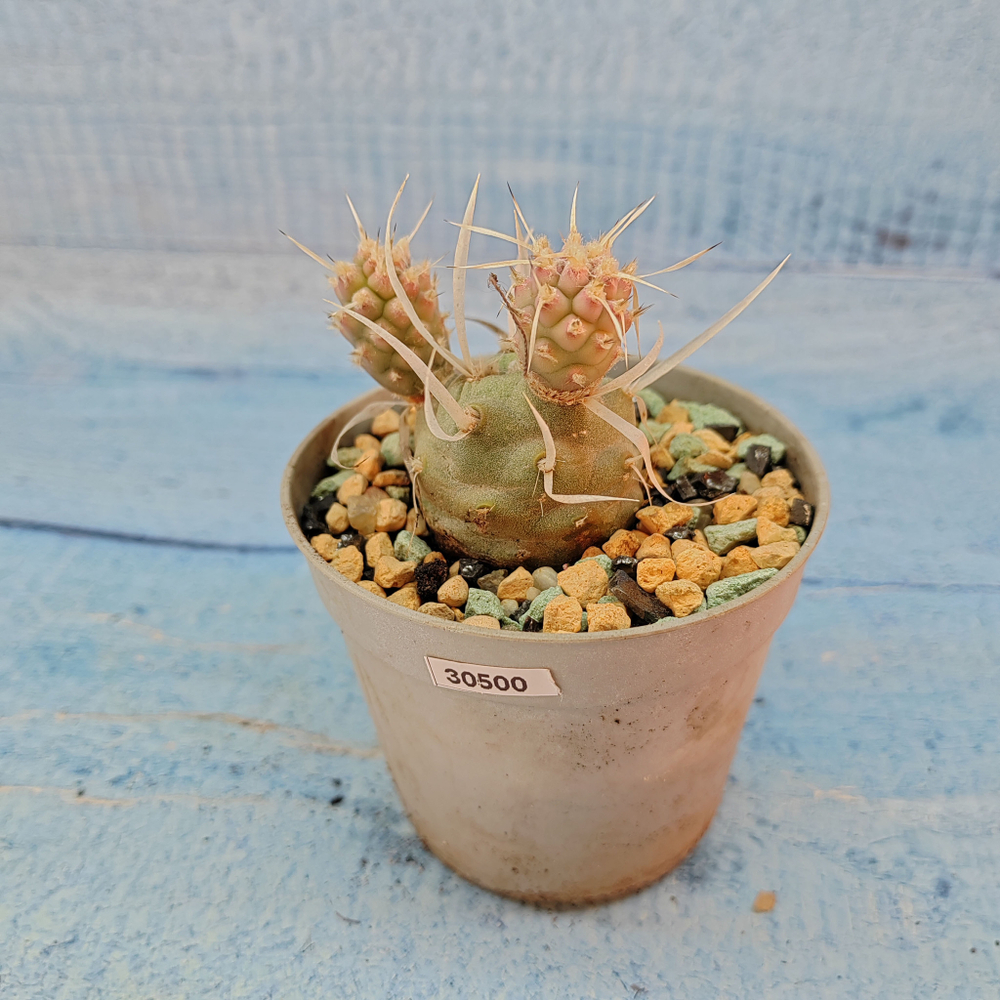 Tephrocactus Articulatus Papyracanthus (Тефрокактус)