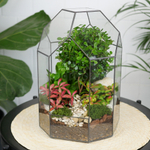 Готовый флорариум бонсай Мирсина Бонсариум