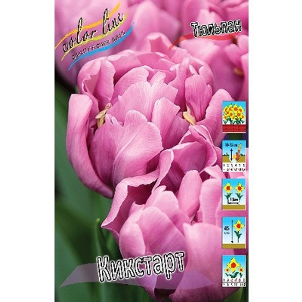 Тюльпан Кикстарт