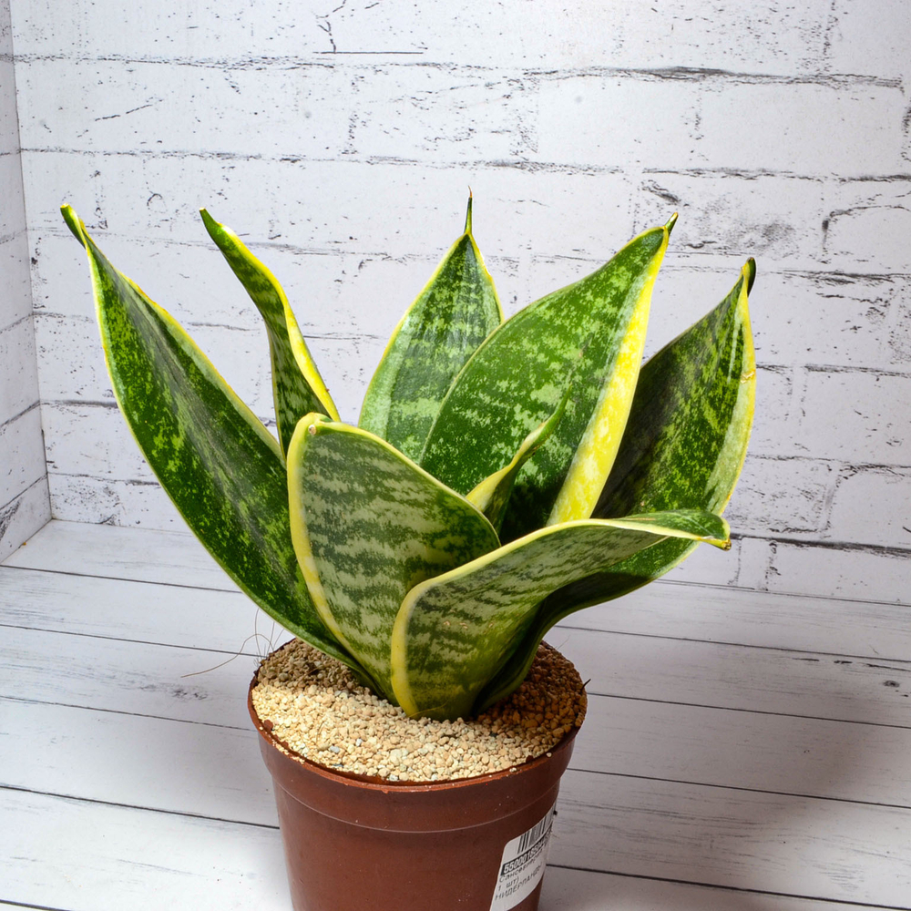 Sansevieria Golden Hahnii (Сансевиерия)