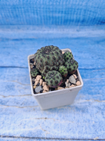 Sulcorebutia Rauschii (Сулькоребуция)