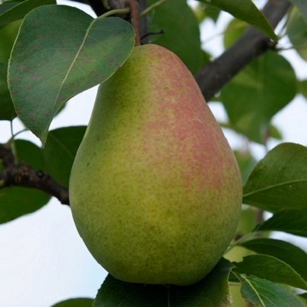 Груша летняя Чижовская