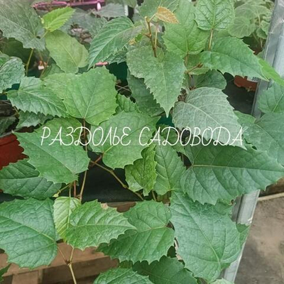 Циссус (берёзка)