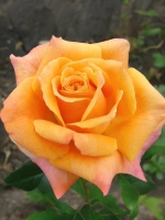 Роза чайно-гибридная Карамба