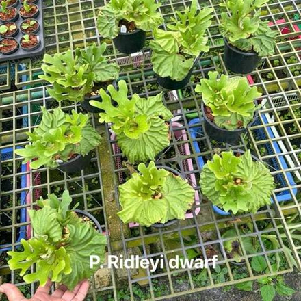 Платицериум P.RIDLEY DWARF
