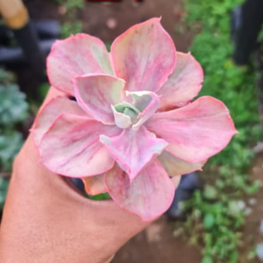 Эхеверия ROSE RAINBOW PINK