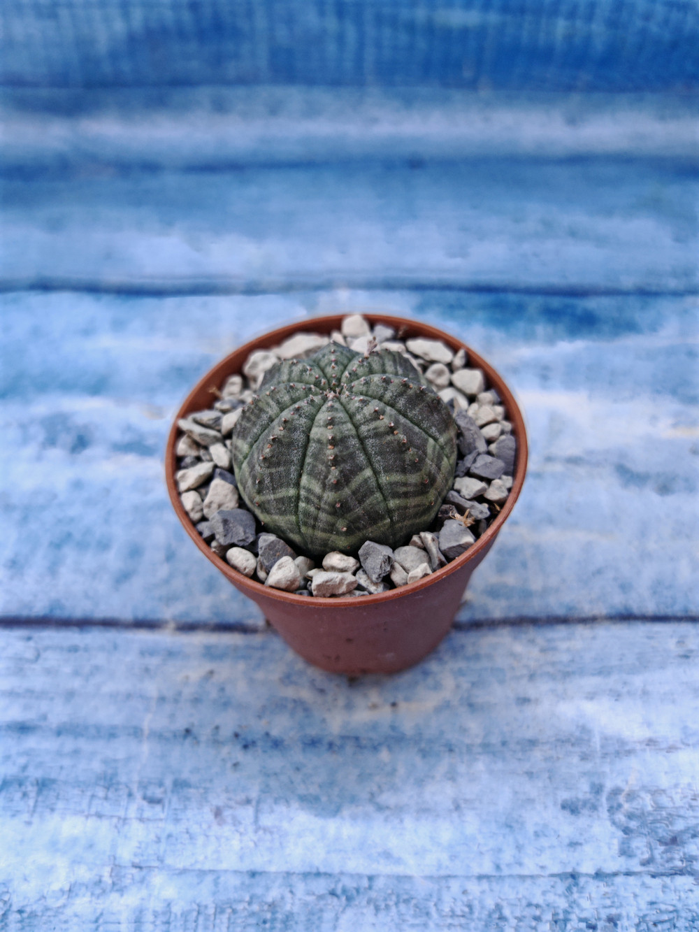 Euphorbia Obesa (Эуфорбия)