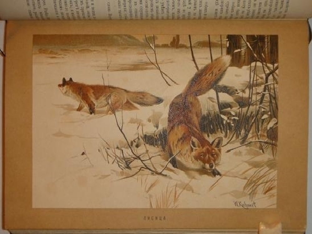 "Иллюстрированное издание " Жизнь животных " А.Э.Брэма в десяти томах". Альфред Эдмунд Брэм. 1896г.