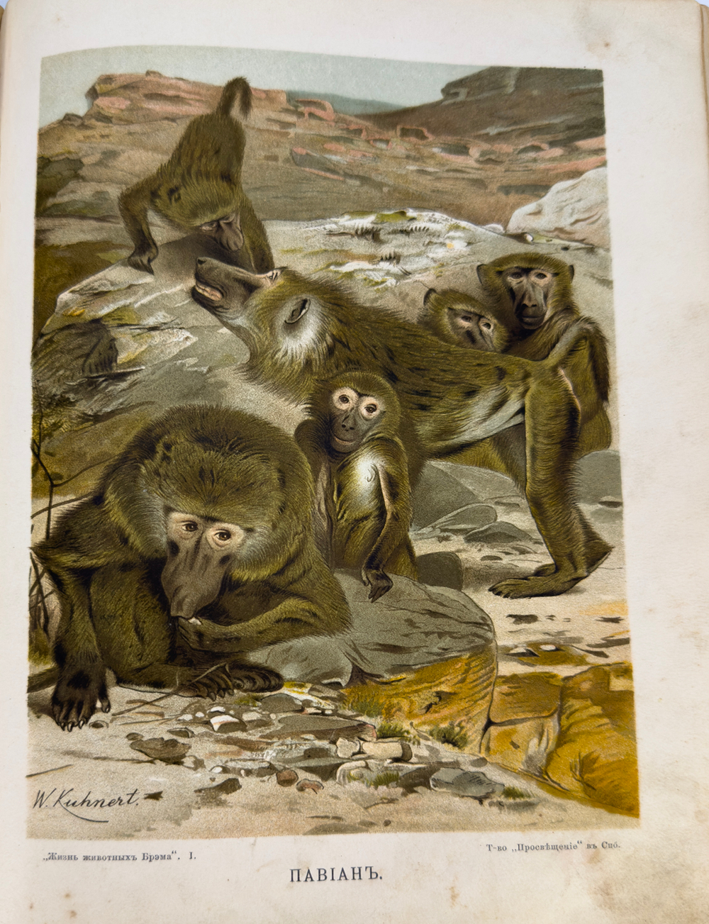 Брэм. Жизнь животных.1 том. Млекопитающие. СПб. Просвещение. 1909г.