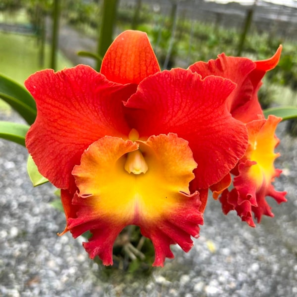 Орхидея ринхолелиокаттлея RLC. STAR OF SIAM