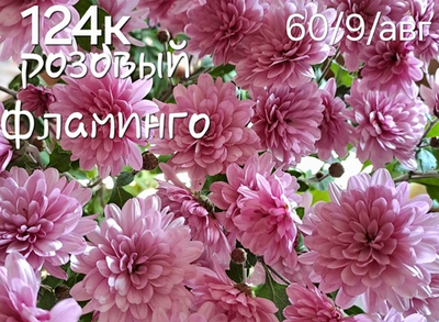 САЖЕНЦЫ ХРИЗАНТЕМЫ КОРЕЙСКОЙ РОЗОВЫЙ ФЛАМИНГО №124