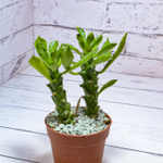Monadenium Stapelioides (Монадемиум)