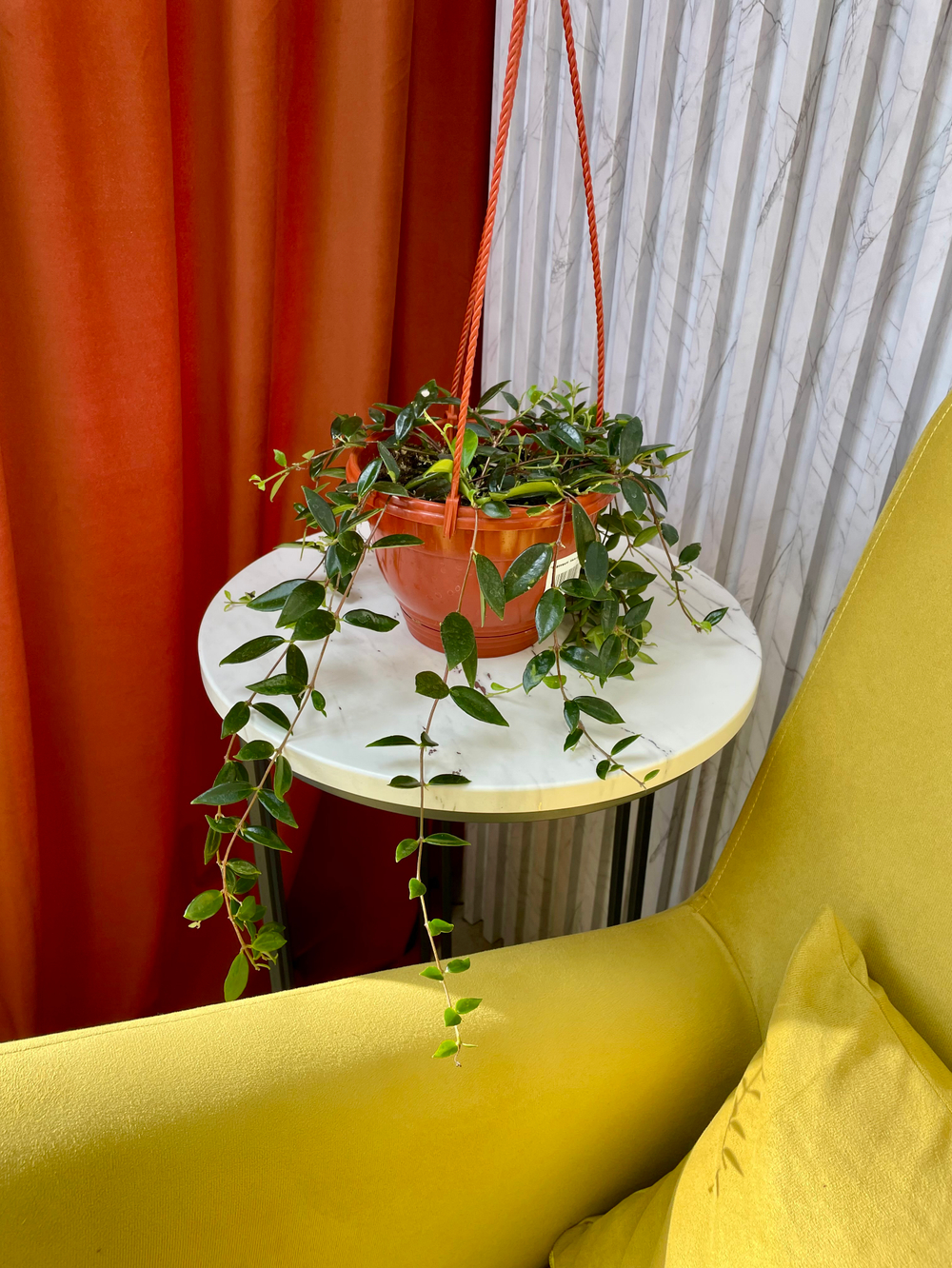 Кодонанта в кашпо, D16см Н30см, 1шт, Россия