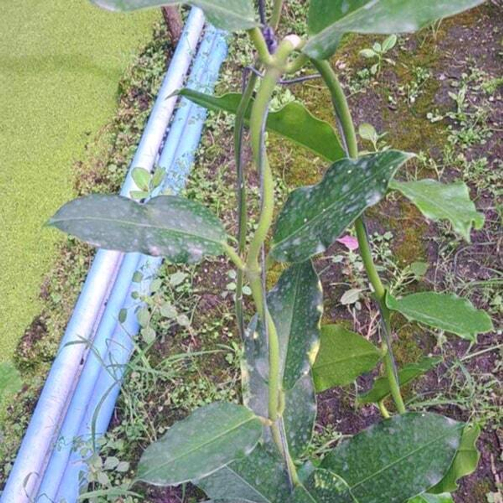 Хойя IMPERIALIS WHITE