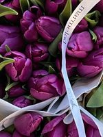 Тюльпаны классика - фиолетовый цвет