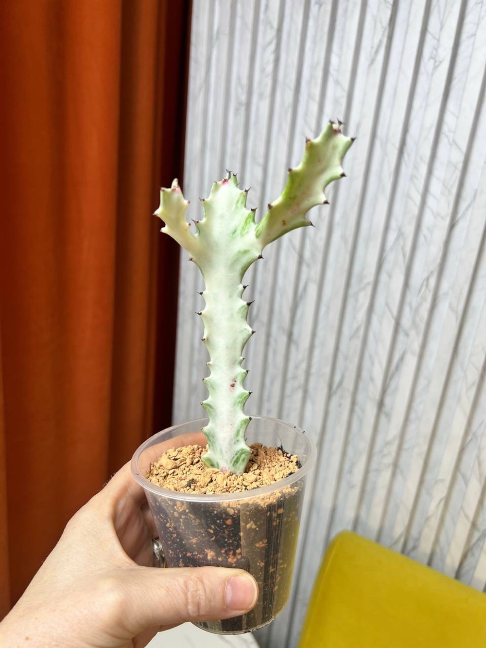 Эуфорбия Белый Призрак, D8см Н15см, 1шт, Urban Jungle (2962)