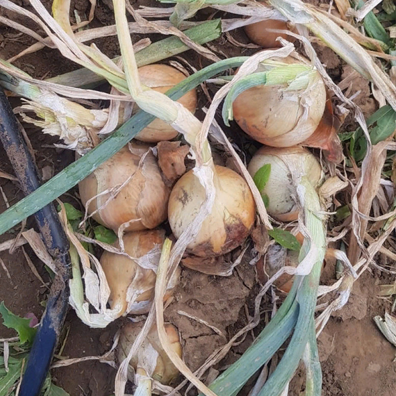 Рокито семена лука репчатого (Seminis / Семинис) – фото 2